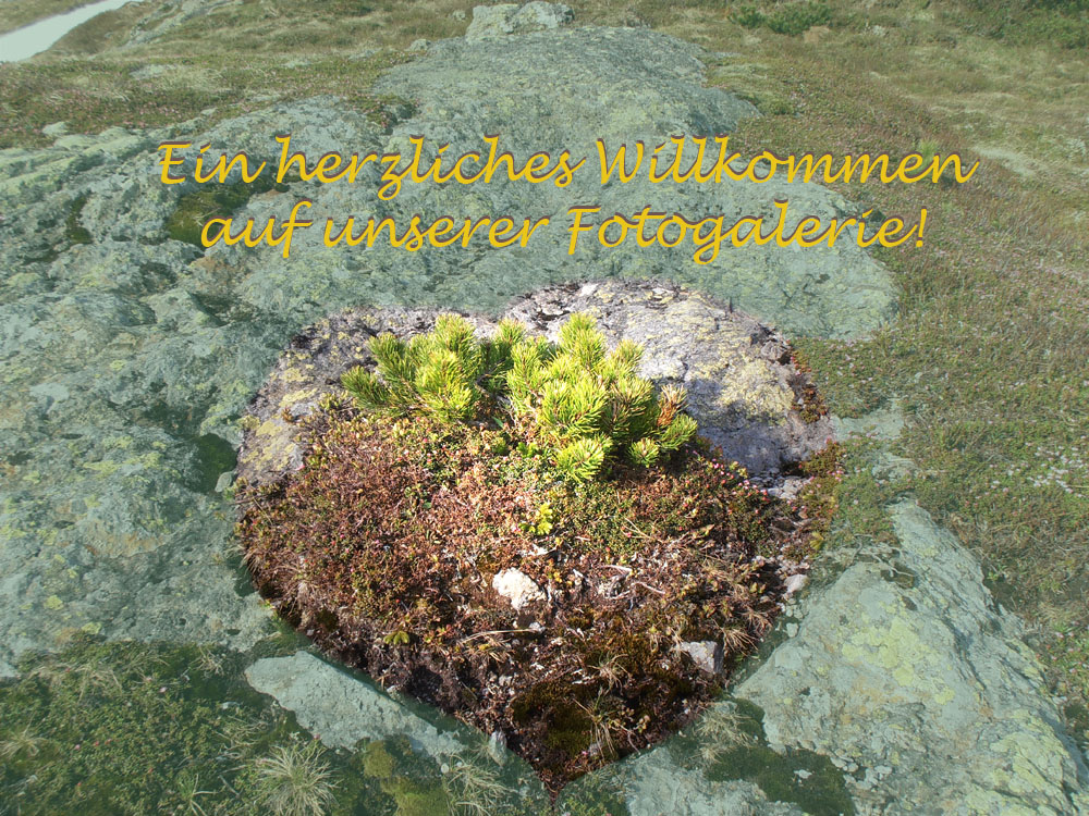 Ein herzliches Willkommen auf unserer Galerie!